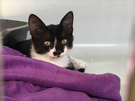 katzenbaby-2.6-weiblich-bueckeburg Start-ins-Leben-Patenschaft - Übersicht aller Tierbabys