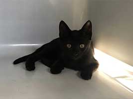 katzenbaby-2.7-weiblich-bueckeburg Start-ins-Leben-Patenschaft - Übersicht aller Tierbabys