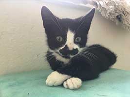 katzenbaby-2.8-maennlich-bueckeburg Start-ins-Leben-Patenschaft - Übersicht aller Tierbabys