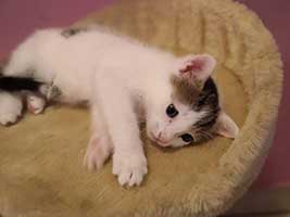 katzenbaby-2.9-maennlich-bueckeburg Start-ins-Leben-Patenschaft - Übersicht aller Tierbabys