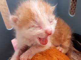 katzenbaby-3.1-maennlich-wollaberg Start-ins-Leben-Patenschaft - Übersicht aller Tierbabys