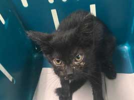 katzenbaby-3.1unterheinsdorf Start-ins-Leben-Patenschaft - Übersicht aller Tierbabys