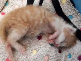 katzenbaby-3.2-maennlich-wollaberg Start-ins-Leben-Patenschaft - Übersicht aller Tierbabys