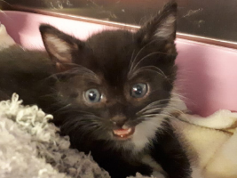 katzenbaby-3.2-tierschutzliga-dorf Start-ins-Leben-Patenschaft - Übersicht aller Tierbabys