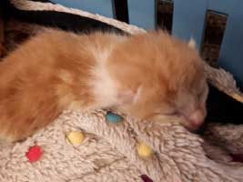 katzenbaby-3.3-maennlich-wollaberg Start-ins-Leben-Patenschaft - Übersicht aller Tierbabys