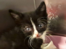 katzenbaby-3.3-tierschutzliga-dorf Start-ins-Leben-Patenschaft - Übersicht aller Tierbabys