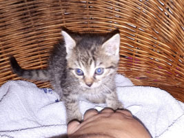 katzenbaby-4.2-weiblich-6-wochen-unterheinsdorf Start-ins-Leben-Patenschaft - Übersicht aller Tierbabys