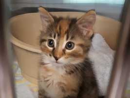 katzenbaby-5.2-weiblich-dorf Start-ins-Leben-Patenschaft - Übersicht aller Tierbabys