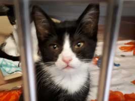 katzenbaby-5.3-maennlich-dorf Start-ins-Leben-Patenschaft - Übersicht aller Tierbabys