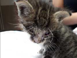katzenbaby-5.4-maennlich-dorf-1 Start-ins-Leben-Patenschaft - Übersicht aller Tierbabys