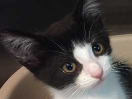 katzenbaby-X Start-ins-Leben-Patenschaft - Übersicht aller Tierbabys