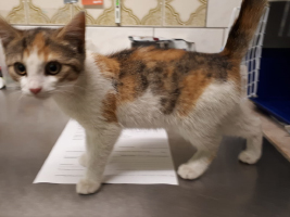 katzenbaby-weiblich-3.1-tierschutzliga-dorf Start-ins-Leben-Patenschaft - Übersicht aller Tierbabys