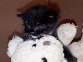 katzenbaby1.1-männlich-unterheinsdorf Start-ins-Leben-Patenschaft - Übersicht aller Tierbabys