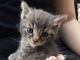 katzenbaby3.1-maennlich-tierheim-bückeburg Start-ins-Leben-Patenschaft - Übersicht aller Tierbabys