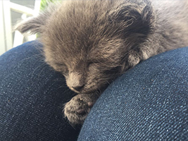katzenbaby3.2-weiblich-tierheim-bueckeburg Start-ins-Leben-Patenschaft - Übersicht aller Tierbabys