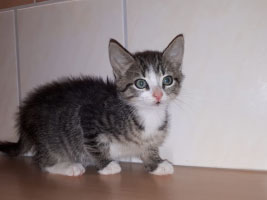 katzenbaby4.1-maennlich-8-wochen-unterheinsdorf Start-ins-Leben-Patenschaft - Übersicht aller Tierbabys