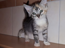 katzenbaby4.4-weiblich-8-wochen-unterheinsdorf Start-ins-Leben-Patenschaft - Übersicht aller Tierbabys