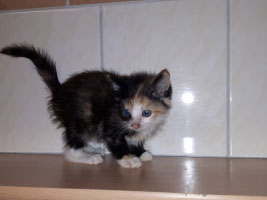 katzenbaby4.5-weiblich-8-wochen-unterheinsdorf Start-ins-Leben-Patenschaft - Übersicht aller Tierbabys
