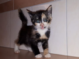 katzenbaby4.6-weiblich-8-wochen-unterheinsdorf Start-ins-Leben-Patenschaft - Übersicht aller Tierbabys