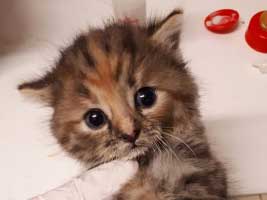 katzenbaby6.1-weiblich-tierschutzliga-dorf Start-ins-Leben-Patenschaft - Übersicht aller Tierbabys