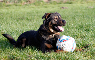 pepe-glüecklich-vermittelt Hausmeister gesucht im Tierschutzliga-Dorf