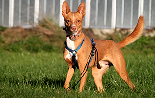 trolly glüecklich vermittelt