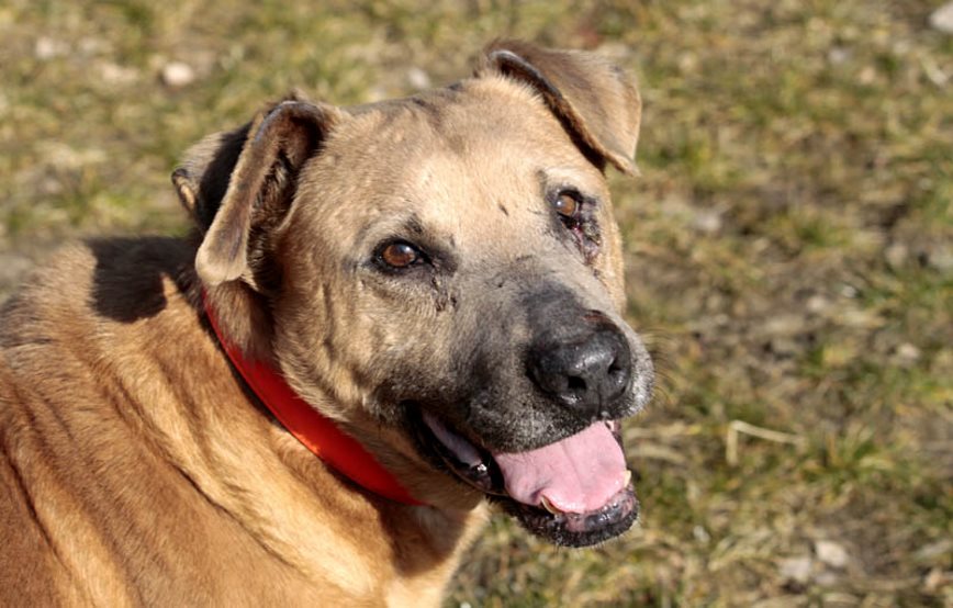Chewbaka-ist-ein-glücklicher-Hund Trauriges Oberdinger Moos