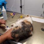 katze-angeschlagen-futterplatz-notbehandlung-150x150 Schwer angeschlagene Katze brauchte Notbehandlung