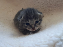 katzenbaby-weiblich-2.4-unterheinsdorf Start-ins-Leben-Patenschaft - Übersicht aller Tierbabys