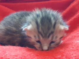 katzenbaby-weiblich-2.5-unterheinsdorf Start-ins-Leben-Patenschaft - Übersicht aller Tierbabys