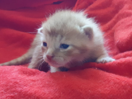 katzenbaby-weiblich-2.6-unterheinsdorf Start-ins-Leben-Patenschaft - Übersicht aller Tierbabys