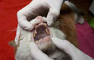 zahnpflege-katze-themenwelten Zahnpflege bei Katzen