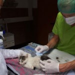 7-verwahrloste-katzen-gerettet-behandlung-150x150 Sieben Katzen - von Parasiten befallen - völlig entkräftet