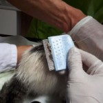 7-verwahrloste-katzen-gerettet-laeusekamm-150x150 Sieben Katzen - von Parasiten befallen - völlig entkräftet