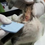 7-verwahrloste-katzen-gerettet-laeusekamm-after-150x150 Sieben Katzen - von Parasiten befallen - völlig entkräftet