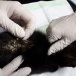 7-verwahrloste-katzen-gerettet-schwarze-schorf-150x150 Sieben Katzen - von Parasiten befallen - völlig entkräftet