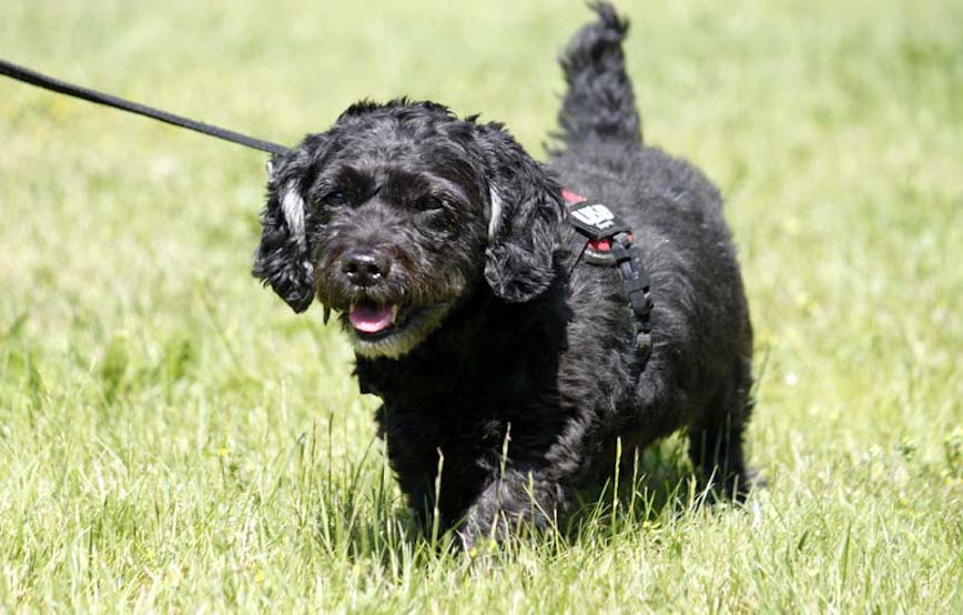 Bobby-Senior-glücklich-vermittelt Zuhause gefunden - Tierschutzliga Dorf