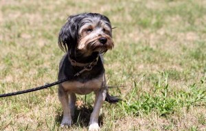 Bobby Tibet Terrier glücklich vermittelt