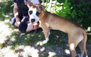 Hund Angus glücklich vermittelt