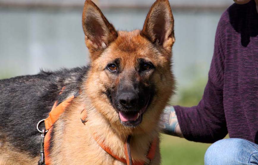 Hund-Beta-glücklich-vermittelt Zuhause gefunden - Tierschutzliga Dorf