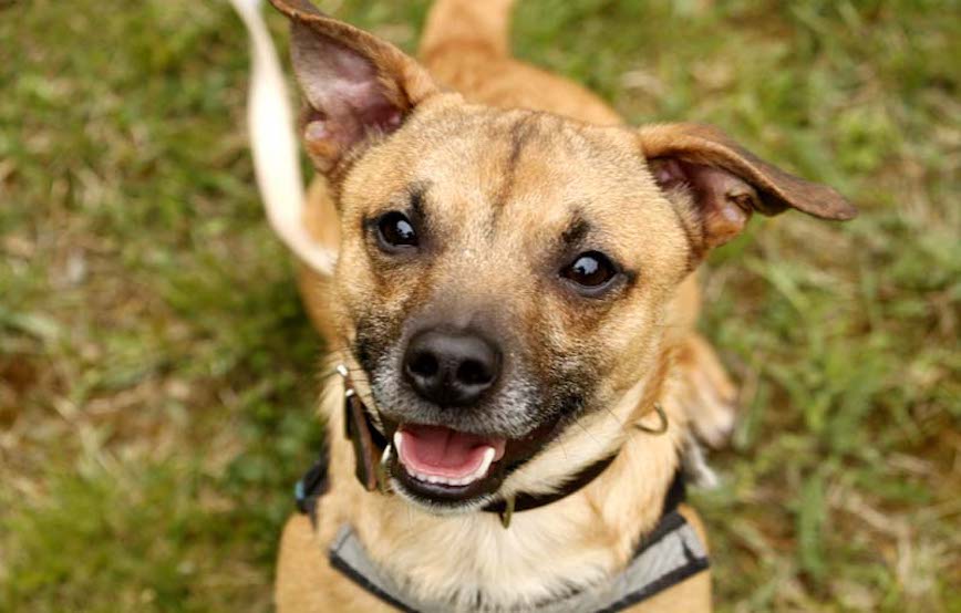 Hund Bobby glücklich vermittelt