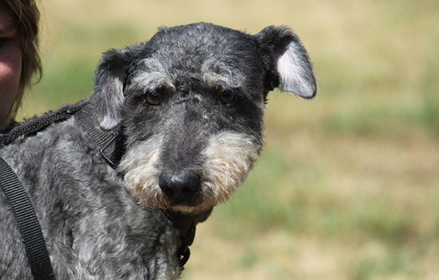 Hund-Bonifac-glücklich-vermittelt Zuhause gefunden - Tierschutzliga Dorf