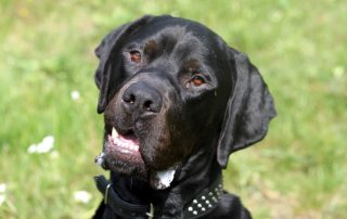 Hund Carlos glücklich vermittelt