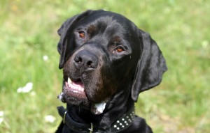 Hund Carlos glücklich vermittelt