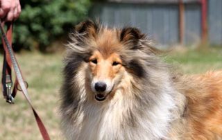 Hund Diana glücklich vermittelt