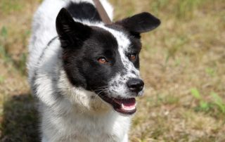 Hund Fibi glücklich vermittelt