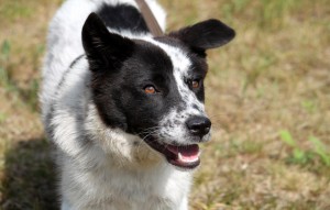 Hund Fibi glücklich vermittelt