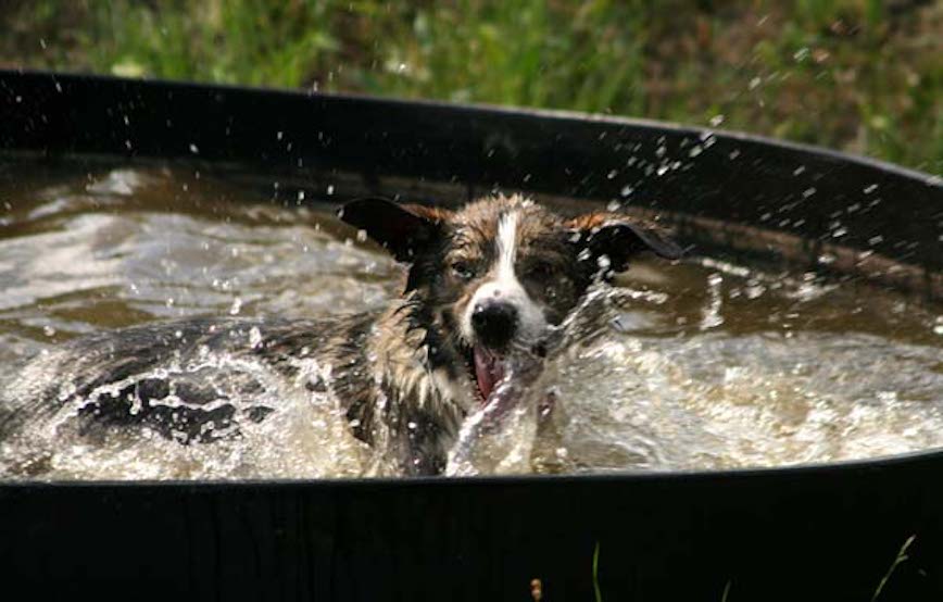 Hund-Filou-im-pool-trauriges Trauriges - wenn ein Tier die Regenbogenbrücke überquert