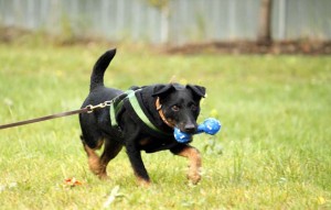 Hund Flax glücklich vermittelt