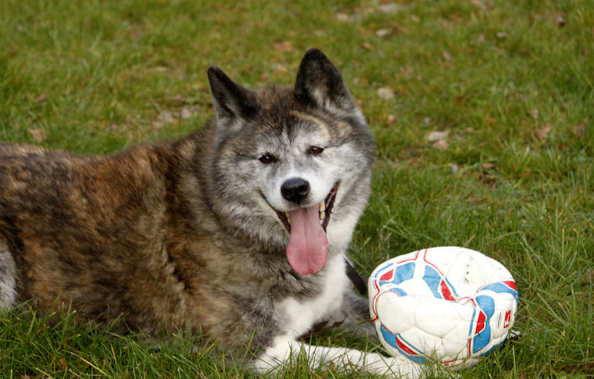 Hund Gina glücklich vermittelt